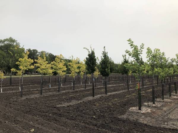 A North Dakota nursery